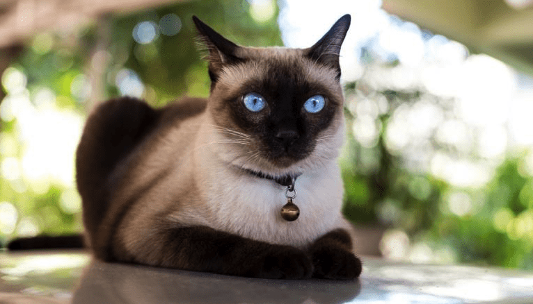 Trouvez le nom parfait pour votre chat Siamois : 10 idées inspirantes