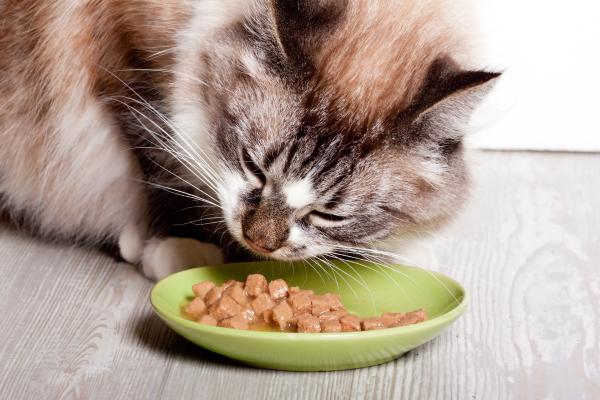 Combien mange un chat - Quelle quantité de nourriture humide un chat devrait-il manger