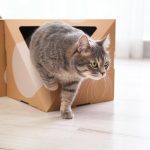 10 Idées Amusantes pour Divertir Votre Chat à la Maison