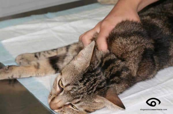 Boule dans le cou du chat : causes et que faire - Vaccination