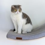 Comment enrichir l’environnement de votre chat : idées et conseils pratiques