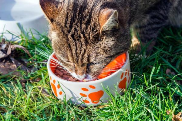 Comment nourrir un chat atteint de cancer - Comment le cancer affecte-t-il l'alimentation du chat ?