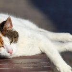 Comment reconnaître les signes de chaleur chez votre chat ?