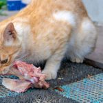 alimenter-votre-chat-en-toute-securite-les-avantages-et-les-inconvenients-du-poulet