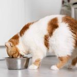 comment-ameliorer-la-digestion-de-votre-chat-astuces-pratiques-pour-un-estomac-en-bonne-sante