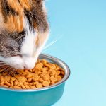 comment-choisir-la-nourriture-pour-chat-simply-nourish-examen-et-conseils