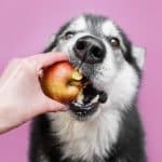 comment-les-proprietaires-responsables-peuvent-tirer-profit-des-bienfaits-de-donner-une-pomme-a-leur-chien
