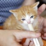 comment-nourrir-correctement-un-chaton-avec-du-lait-un-guide-pas-a-pas-pour-les-debutants