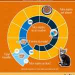 comment-nourrir-les-chatons-tout-ce-que-vous-devez-savoir-pour-leur-assurer-une-alimentation-saine-et-equilibree