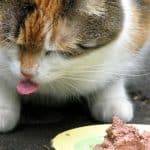comment-nourrir-votre-chat-en-toute-securite-devriez-vous-lui-donner-des-oeufs-et-quelle-partie-peut-il-manger
