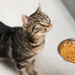 comment-nourrir-votre-chat-en-toute-securite-et-eviter-les-aliments-nocifs