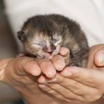 comment-prendre-soin-dun-chaton-nouveau-ne-les-indispensables-pour-les-debutants