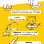 comment-soulager-la-constipation-chez-le-chat-remedes-maison-efficaces
