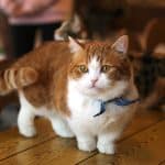 decouvrez-la-race-de-chat-orange-et-blanc-guide-pour-les-amateurs-de-felins