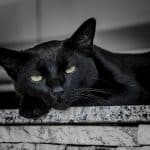 le-chat-noir-pourquoi-cest-le-prefere-des-25-35-ans