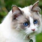 les-chats-affectueux-decouvrez-quelle-race-est-la-plus-agreable-a-vivre