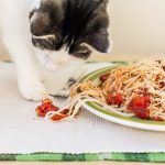 les-dangers-caches-de-nourrir-des-chats-avec-des-spaghettis-ce-quil-faut-savoir