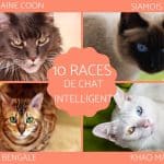 les-races-de-chats-les-plus-intelligents-quels-sont-ils