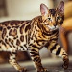 les-races-de-chats-qui-font-penser-aux-leopards-decouvrez-leurs-caracteristiques