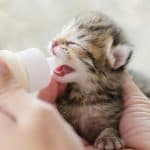 nourrir-un-chaton-nouveau-ne-de-1-mois-un-guide-pratique-pour-des-resultats-optimaux