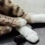 pourquoi-mon-chat-me-mord-les-pieds