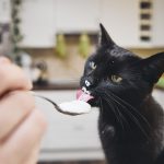 tout-ce-que-vous-devez-savoir-sur-lalimentation-des-chats-avec-du-yaourt-mythes-et-realites