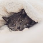 trouver-le-lit-ideal-pour-votre-chat-un-guide-pour-le-choix-parfait