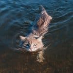est-ce-que-les-chats-savent-nager