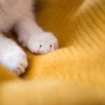 pourquoi-les-chats-font-des-massages-avec-leurs-pattes