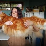 quel-est-le-chat-le-plus-gros-du-monde