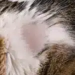 pourquoi-un-chat-s-arrache-les-poils