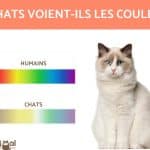 quelles-couleurs-voient-les-chats